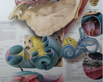 Vintage medical poster anatomy of the inner ear