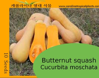 Butternut squash (Cucurbita moschata) Seeds - 10 Seeds