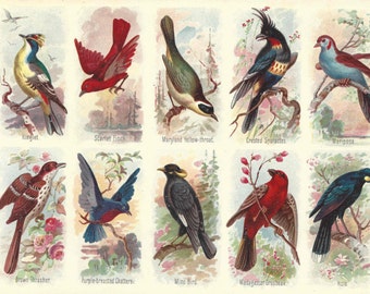 1895 Antique Bird Print Chromolithograph Original
