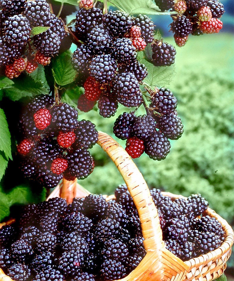 1 Jewel Black Raspberry Plant Everbearing Fall Shipping