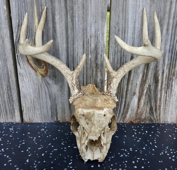 Real Weathered Deer Skull With Antlers Natural Deer Skull