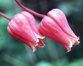 Flower with Pollen - Digital Download Flower with Pollen - Digital Download