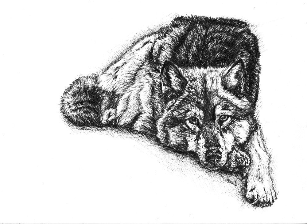 Original Wolf Drawing // Pen and Ink // 9 x 12 Drawing