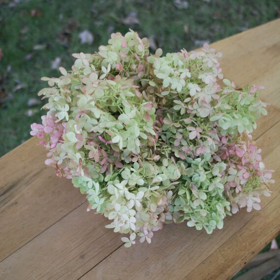 Bouquet of Dried Hydrangeas / Green Mauve by MyMomsArtandGarden