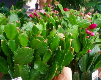 Unique christmas cactus related items | Etsy