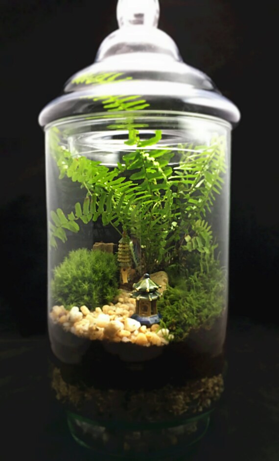 Zen Terrrarium-Moss Terrarium-Japanese by TerraSphereTerrarium