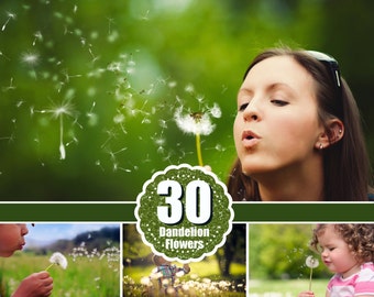 30 dandelion flowers Photo Overlays, Photography Overlays, Photography Photo Prop, Photography Textures, Digital Download, png file