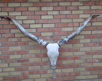 STEER Cow Texas Skull with horns 5ft 11 #A2
