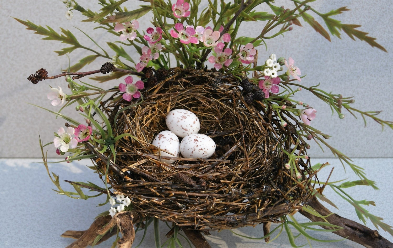  Spring  Bird  Nest  Sparrow Nest  Bird  Nest  With Eggs