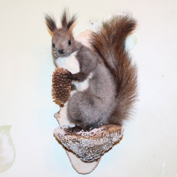 stuffed squirrel taxidermy for sale