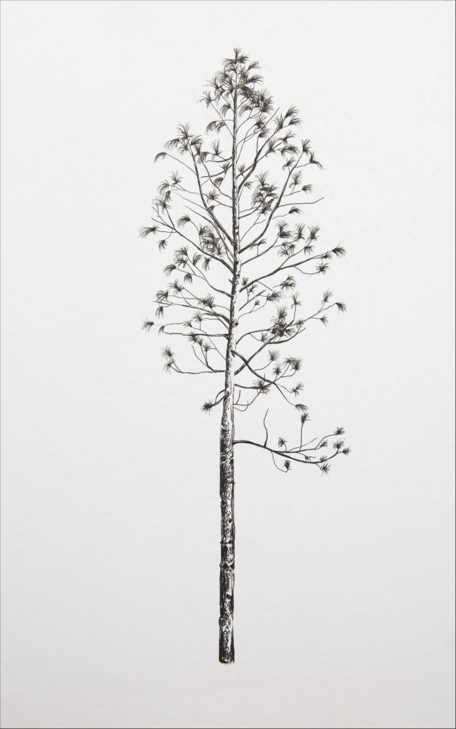 The Lone Pine prints pine tree drawing pen and ink pine
