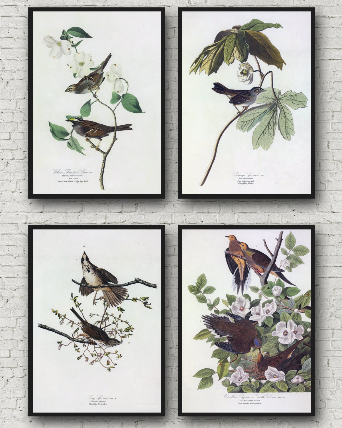 Vintage Botanical Audubon Bird Prints Canvas by DecorMAISON