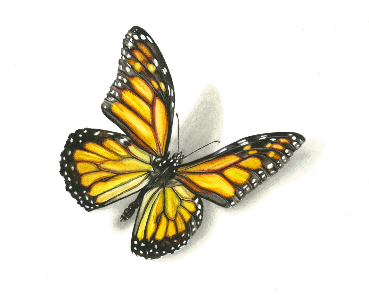Monarch Butterfly Watercolor Print Single Orange Yellow