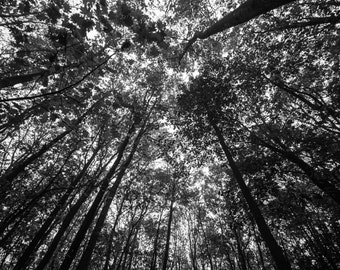 Black and White Wall Art Print Trees