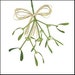 Mistletoe W