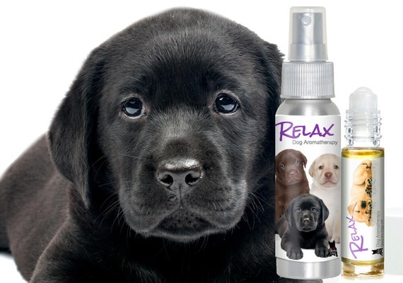 LABRADOR RETRIEVER RELAX Aromatherapy by TheBlissfulDog on 