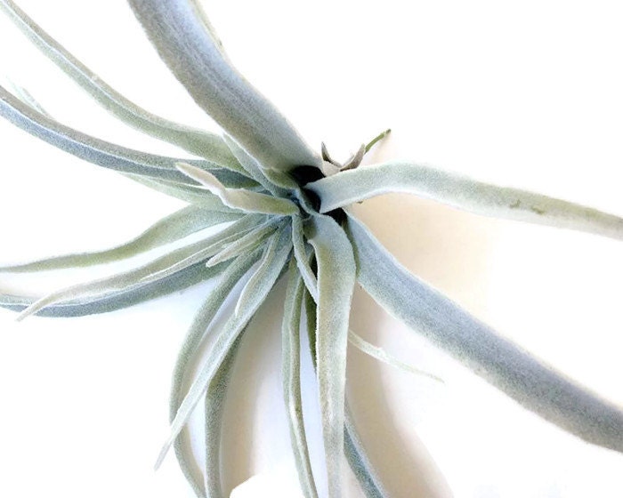 Air plant large airplant faux air plant hanging air plant