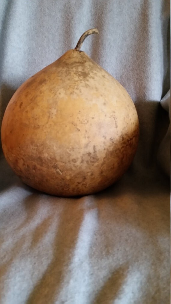 Dried bushel basket gourd.