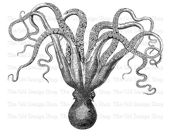 vintage octopus clipart - photo #28
