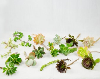 Free Shipping 15 Mix Succulent Cuttings - Assorted Varieties # 9359_1