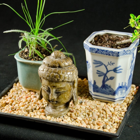 3 Lbs Salmon Bay Pebbles For Bonsai Tree Humidity Tray & Lucky