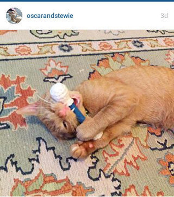 Cat Toy LARGE Cotton Swab Cat Toys Available in Catnip