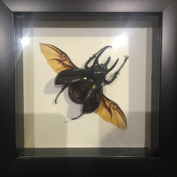 Real rhino beetle taxidermy display Must see