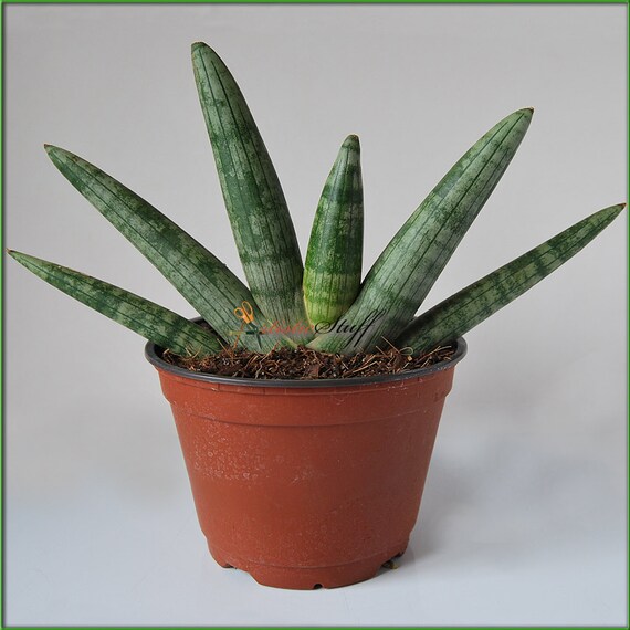 Items similar to Sansevieria Boncel Snake Plant, A new
