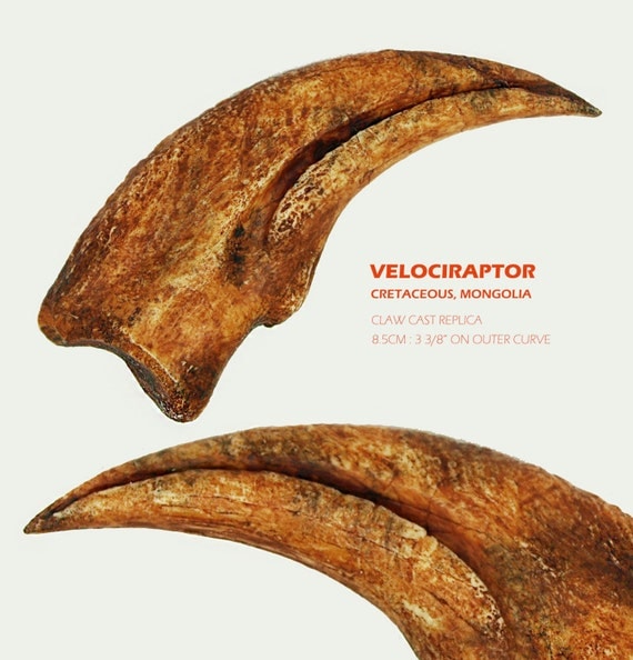 authentic velociraptor claw