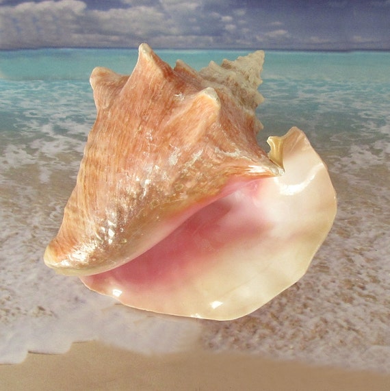 Large Conch Shell 7.5 in. Pink Conch Queen by CoastalGlamour