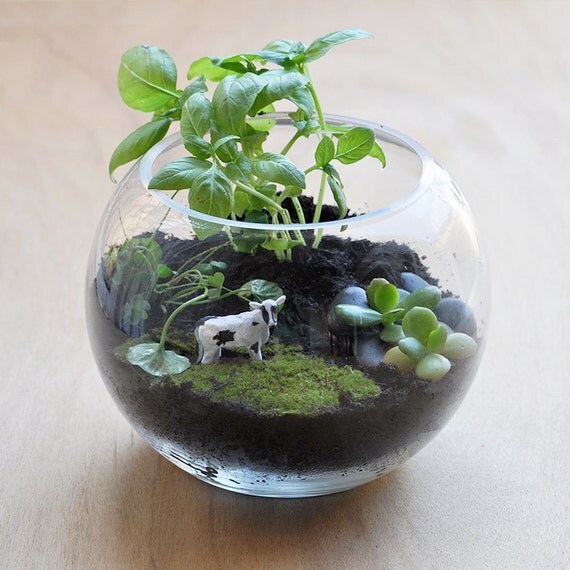Edible Terrarium Basil