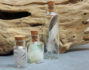 3 Piece Parakeet Feather Collection set, Natural History Collection, Curiosity Cabinet, Jewelry Making, Craft supplies