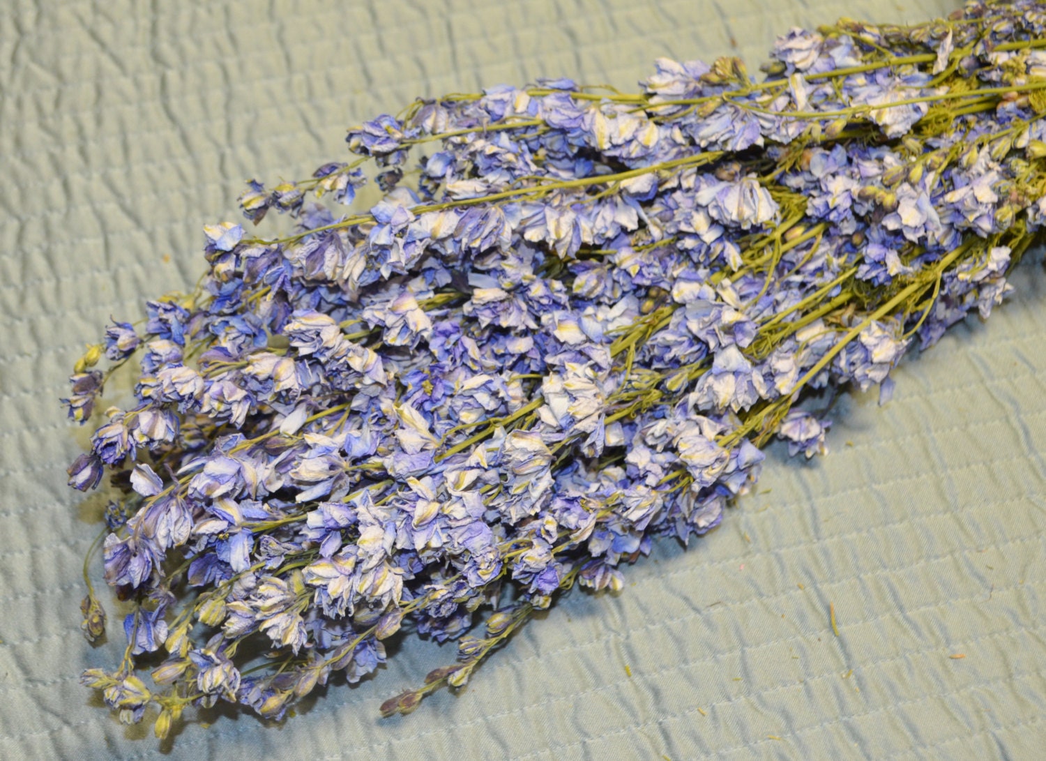 Dried Larkspur Blue Larkspur Dried Flowers