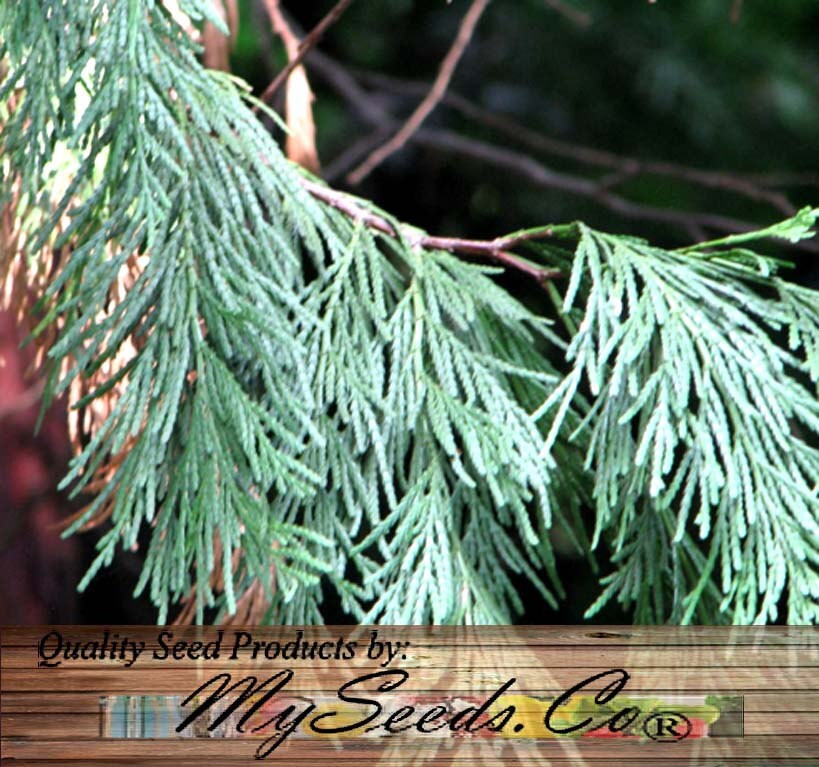 20 x Incense Cedar Tree Seeds Calocedrus decurrens