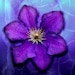Donna Simmons