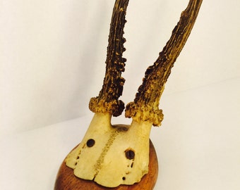Vintage Mounted European Row Deer Antlers