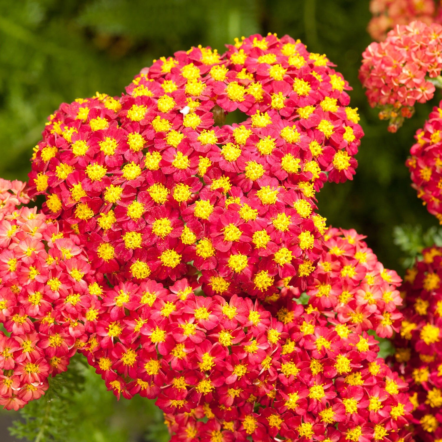 Red yarrow Achillea millefolium 1000 seeds Herb by GreenStuffs