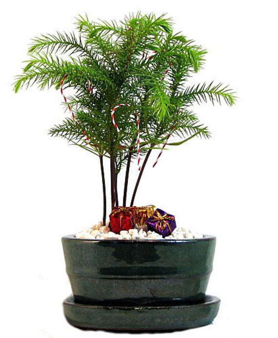norfolk island pine christmas bonsai tree by hirtsgardens norfolk island pine christmas bonsai tree by hirtsgardens
