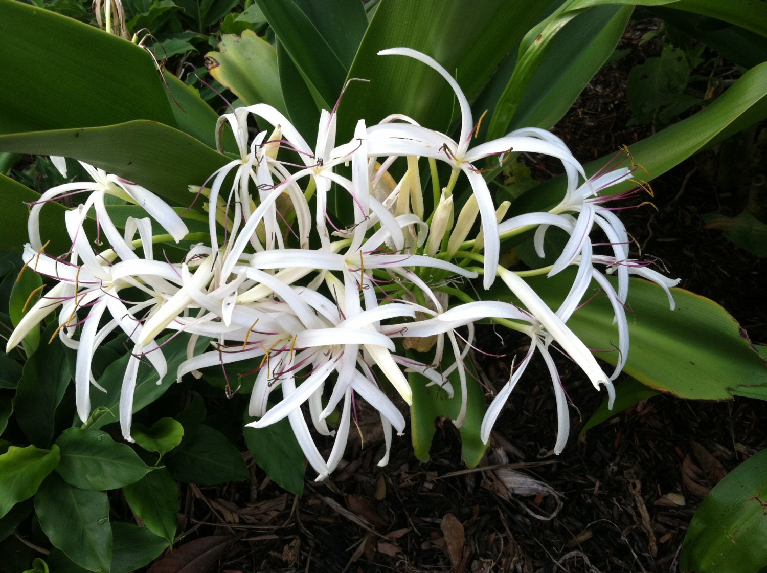 Crinum asiaticum FREE SHIP White Spider Lily Pint Plant