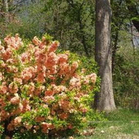 Chaenomeles Speciosa Cameo Flowering Quince Flowering