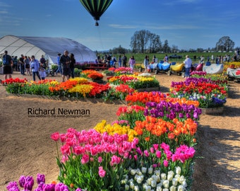 Hot air balloon, bright tulips vivid color photograph