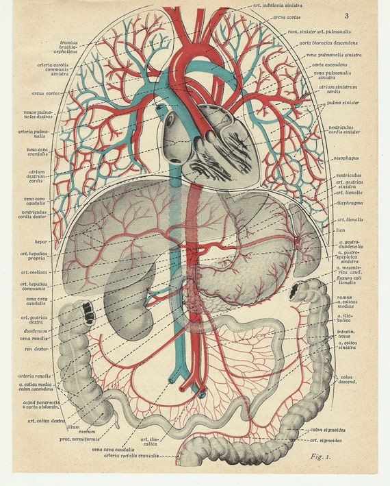 Items similar to Print anatomy blood Hannibal entrails intestines ...