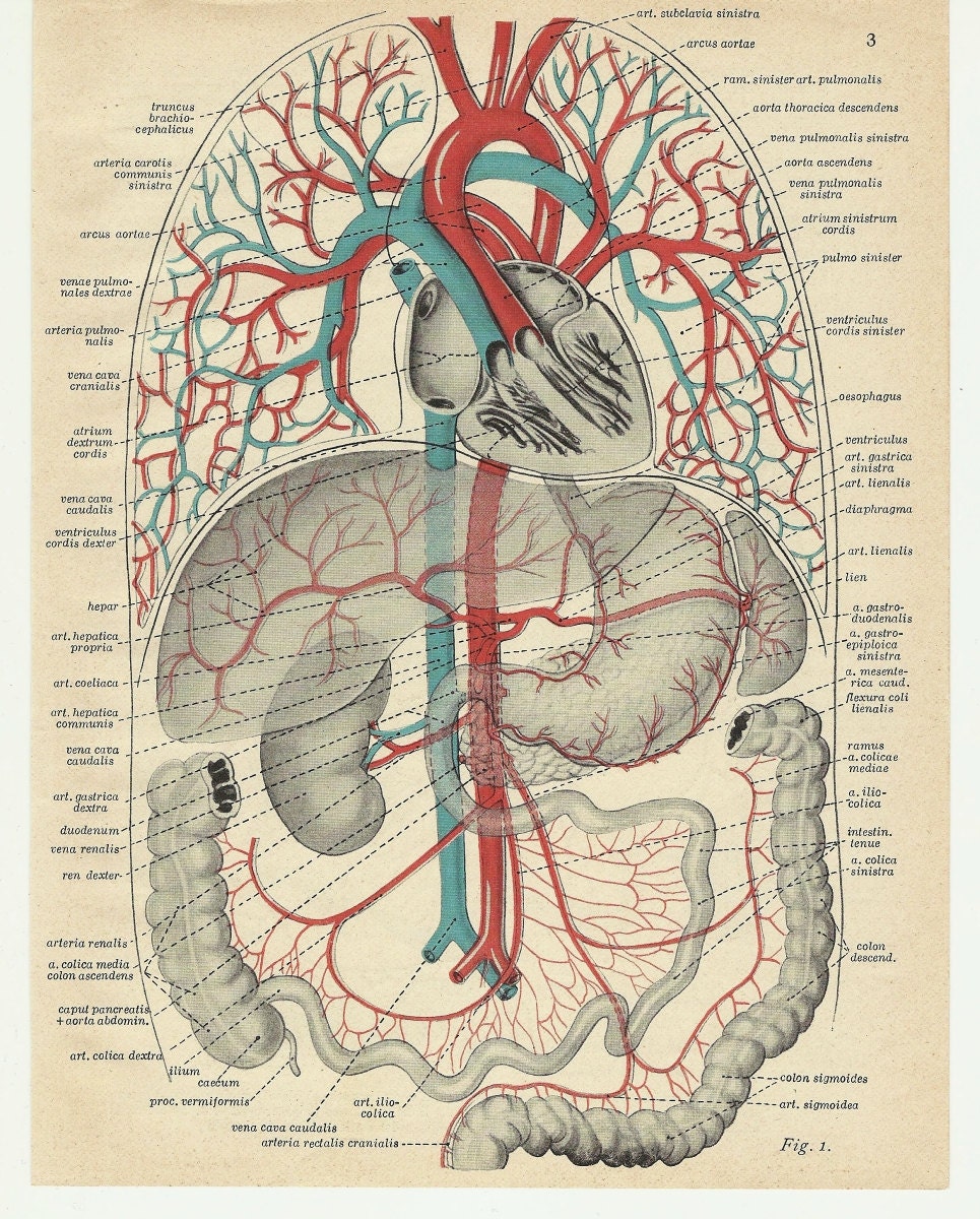 Print anatomy blood Hannibal entrails intestines bowels