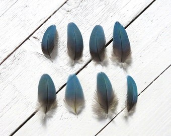 Blue macaw parrot feathers // exotic & rare // 2 pieces