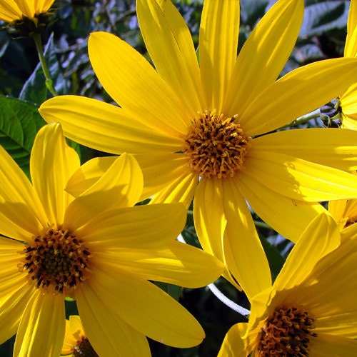 Maximilian Perennial Sunflower Heirloom Seeds Native