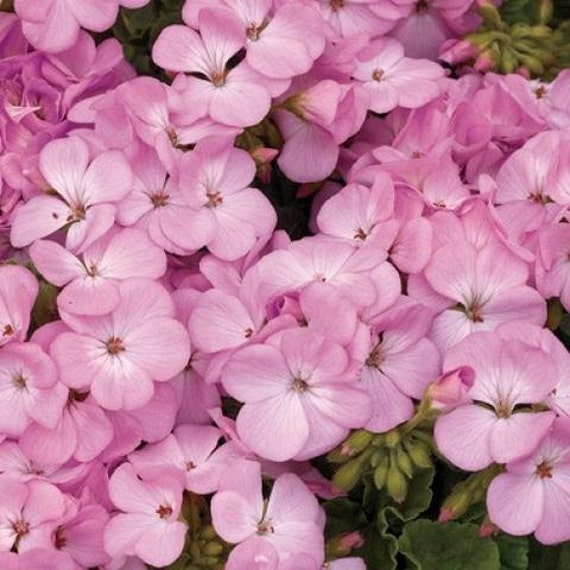 Geranium Seeds For Sale 100 Bulk Seeds Geranium Multibloom Lavender