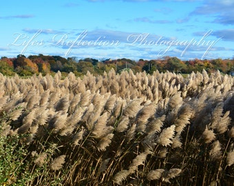 Indian Grass, Nature Photography, Wall Decor, Fine Art, Home Decor, Landscape Photograph