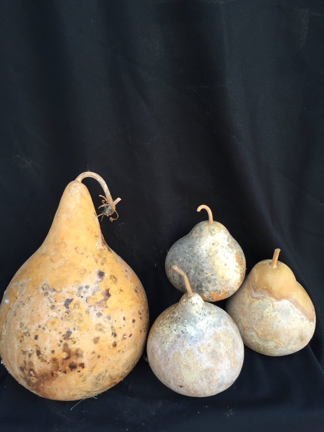 5 Pack Assorted Kettle Gourd Seed Bundle