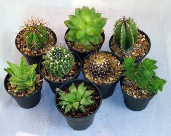 Instant Cactus/Succulent Collection - 8 Plants 2" pots (FREE SHIPPING)