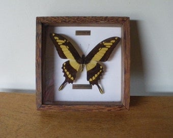 CADRE AVEC GRAND papillon de nuit / EMPEROR MOTH / naturalisé / entomologie EUR 24,00 - FR